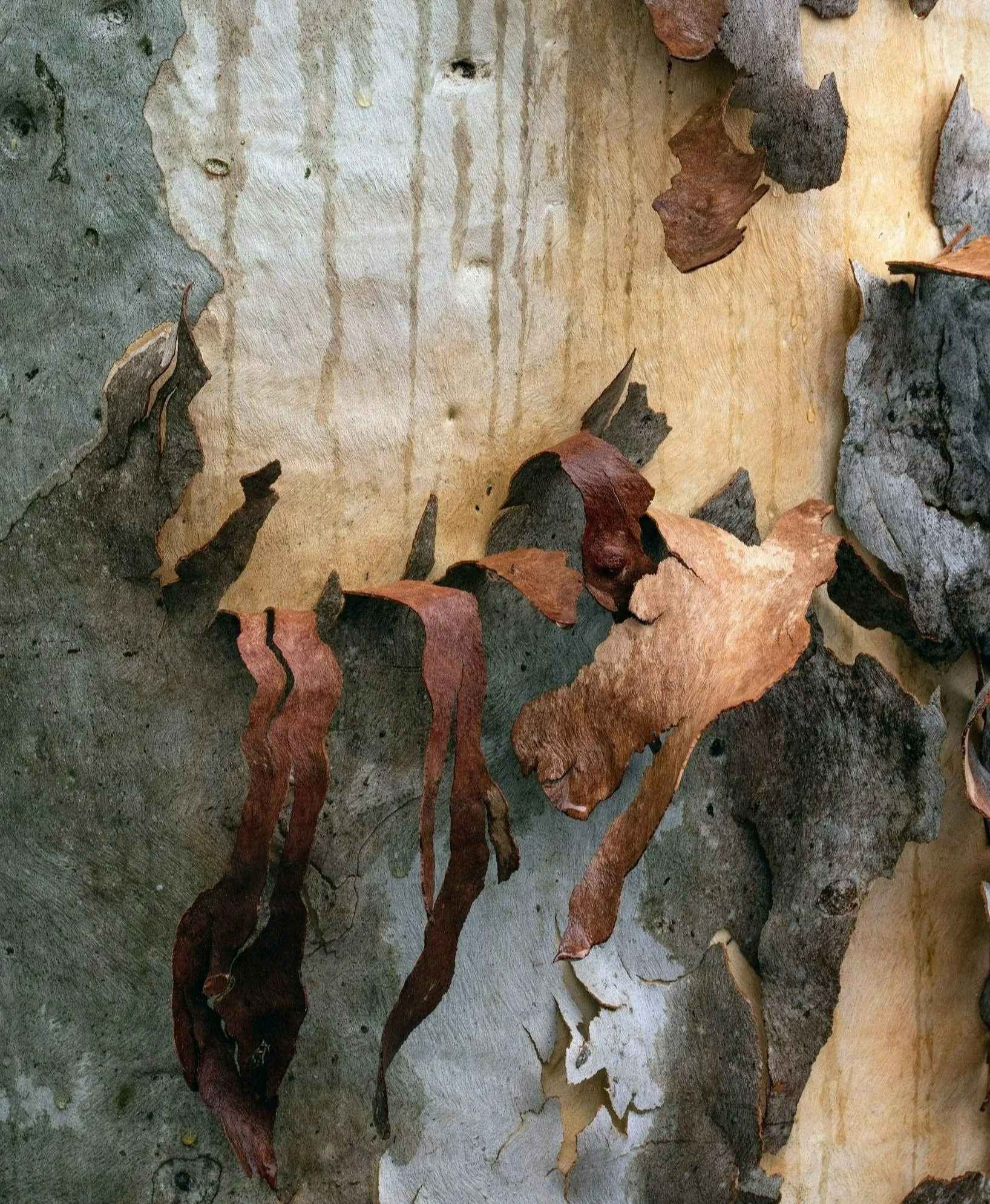 Bark peeling off an Australian native tree