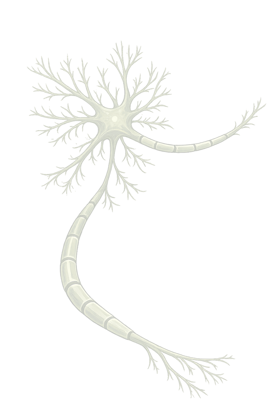 Illustration of a neuron with a cell body, dendrites, and an axon.