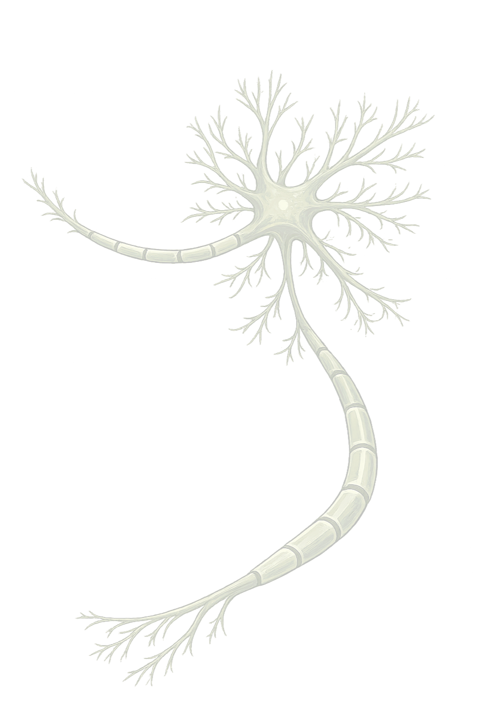 Illustration of a neuron with a cell body, dendrites, and an axon.