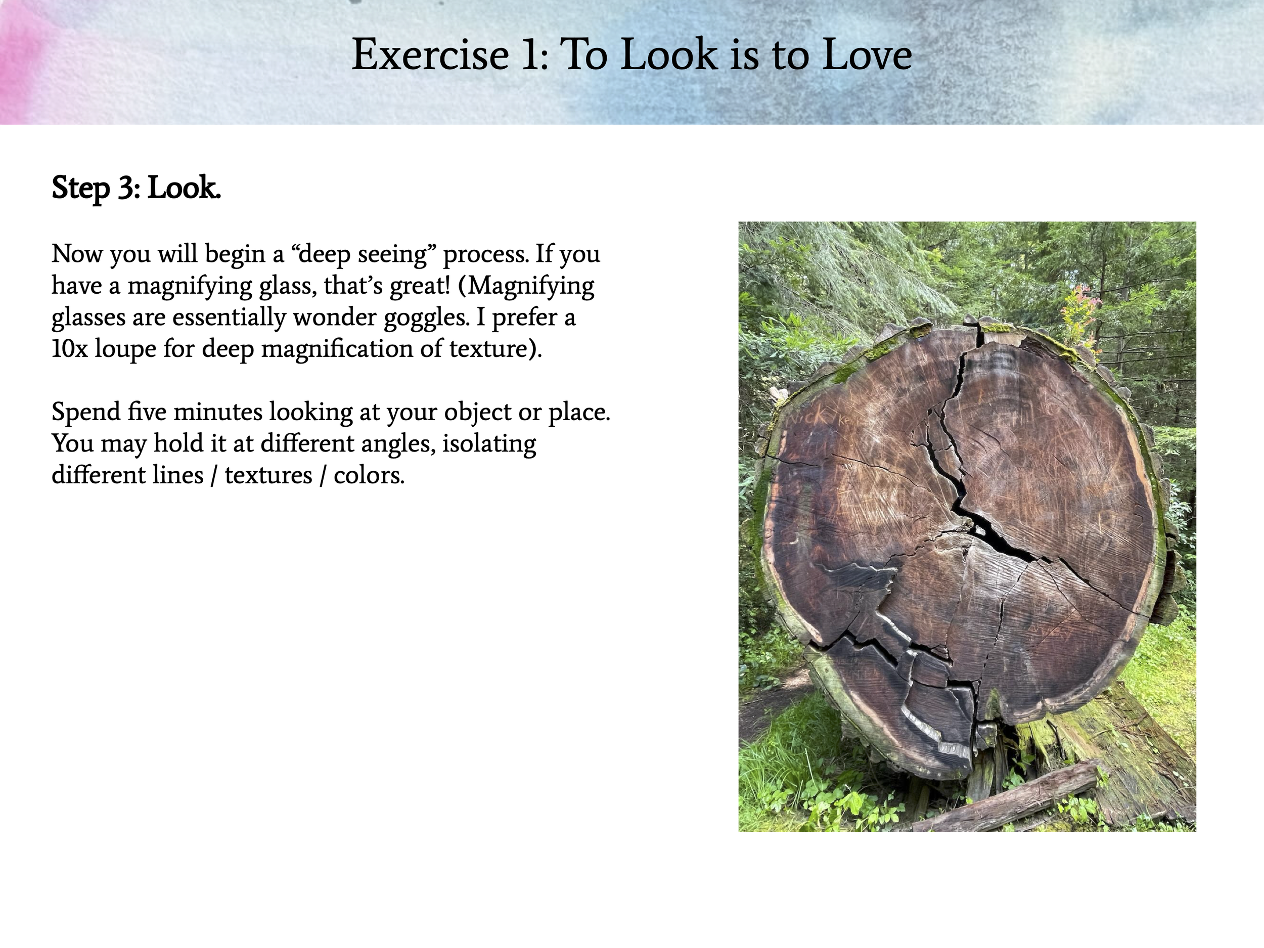 Offering - Rewilding 4.png