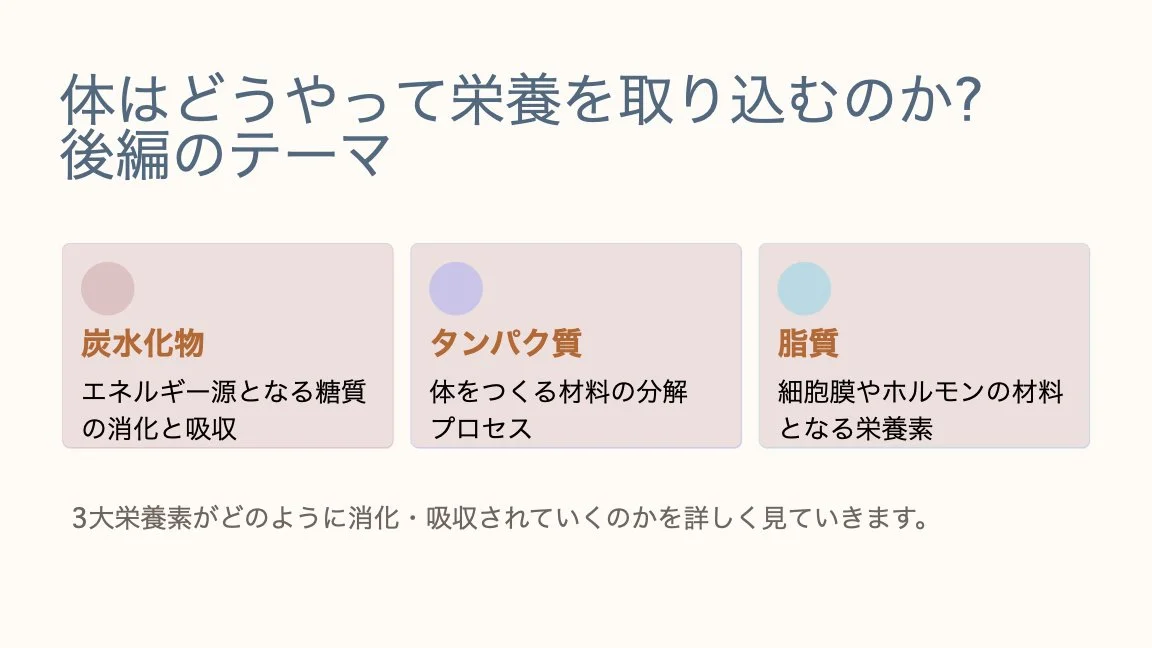 体はどうやって栄養を取り込むのか？基礎から学ぶ消化と吸収。後編.001.jpeg
