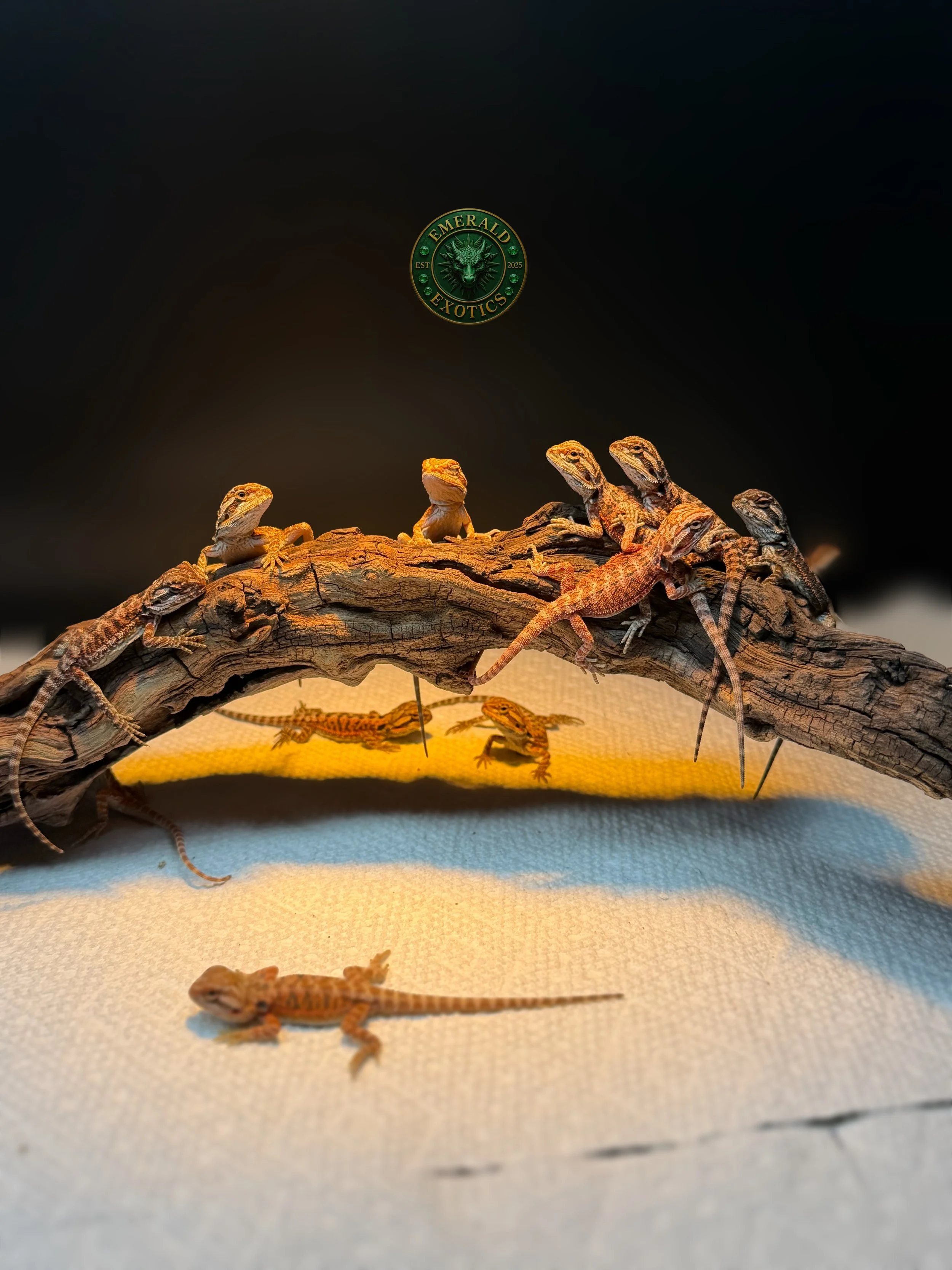 Multiple small bearded dragons positioned on a piece of wood with a dark background. A logo reading 'Emerald Exotics' is centered at the top of the image.