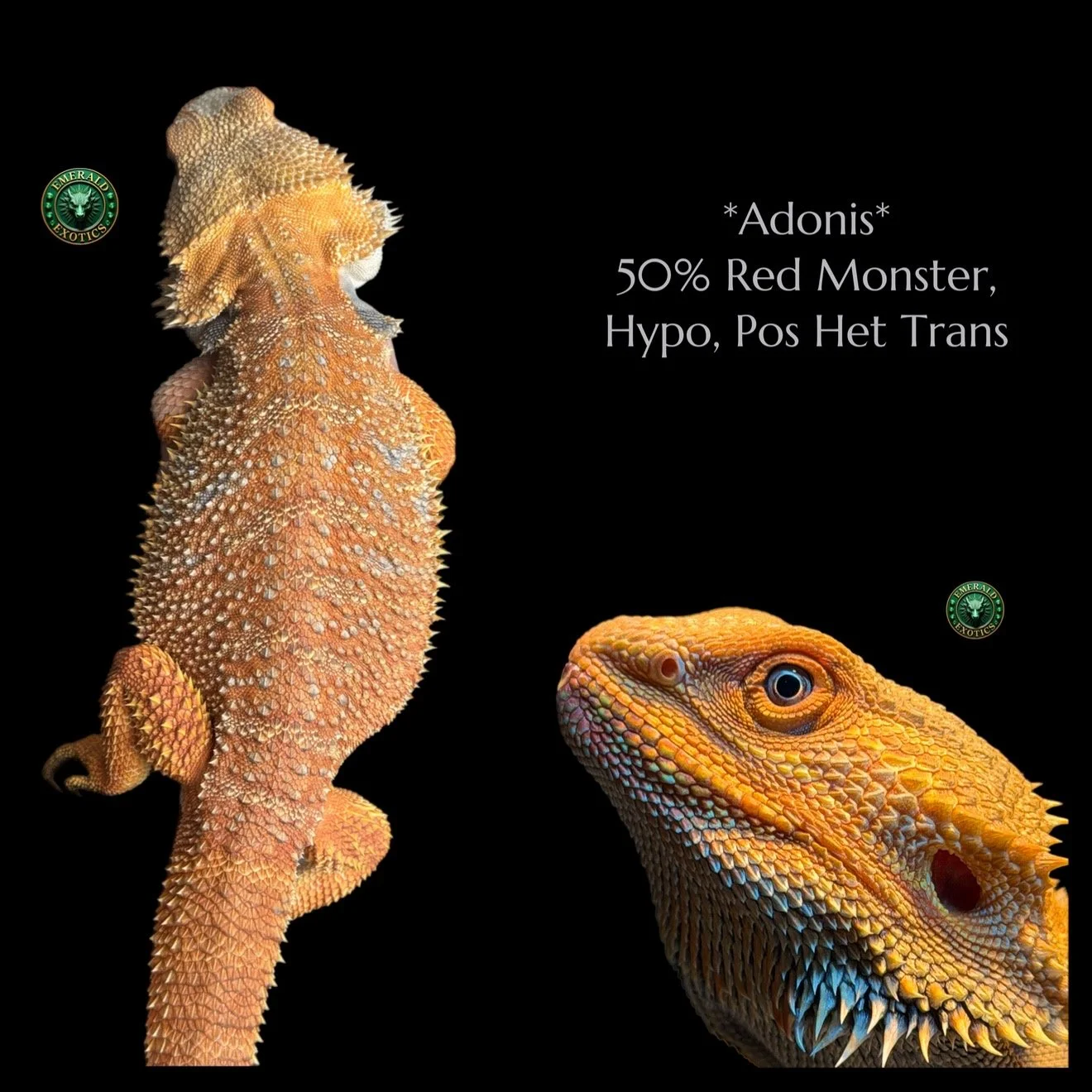 Adonis (M) - 50% Red Monster, Hypomelanistic, Pos Het Translucent