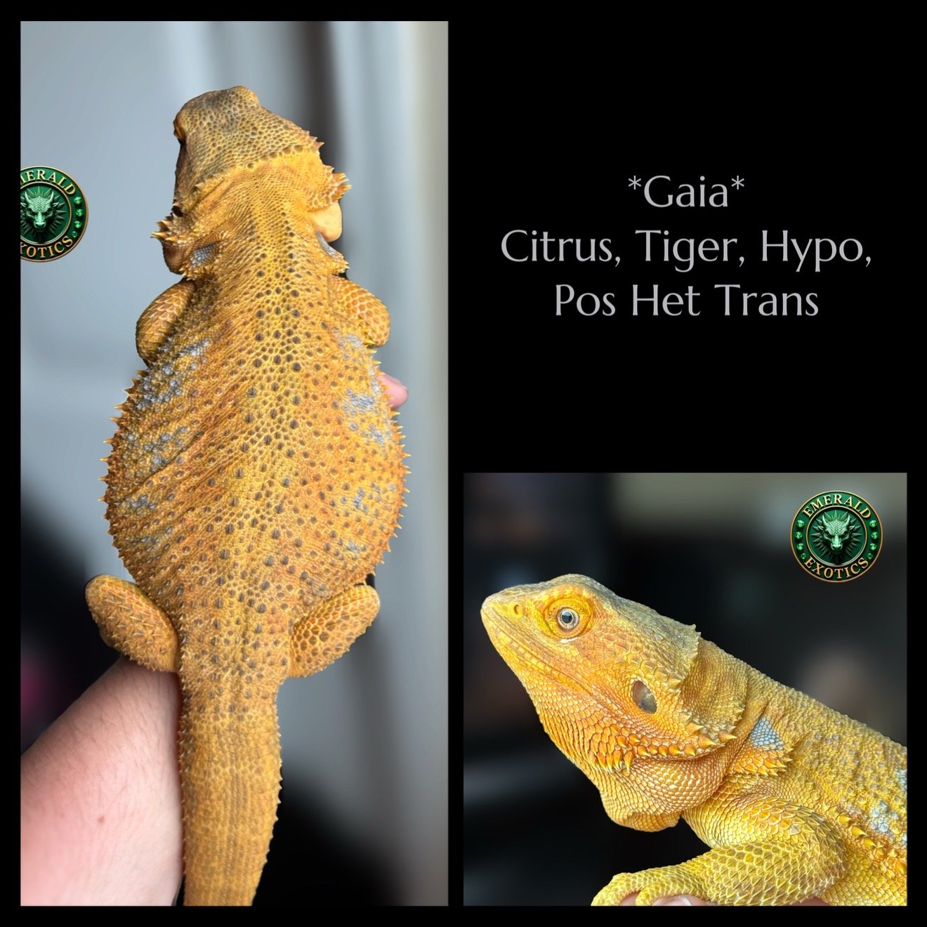 Gaia (F) - Citrus, Tiger, Hypomelanistic, Pos Het Translucent