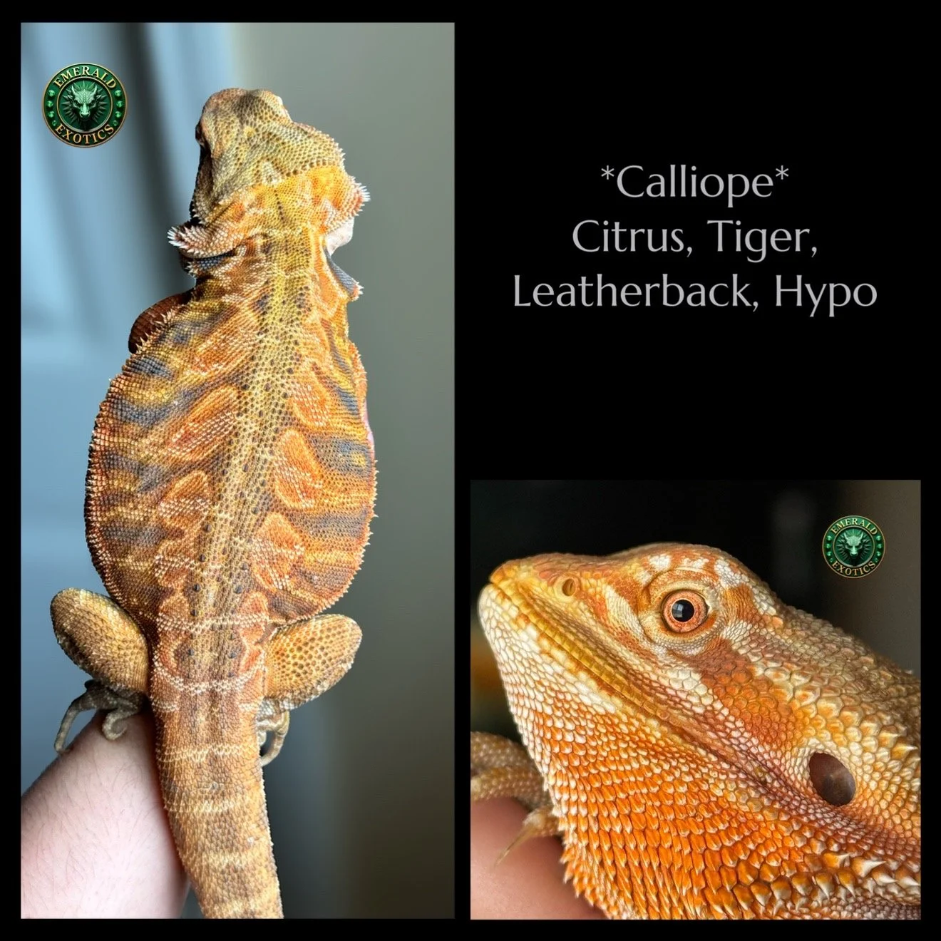 Calliope (F) - Citrus, Tiger, Leatherback, Hypomelanistic