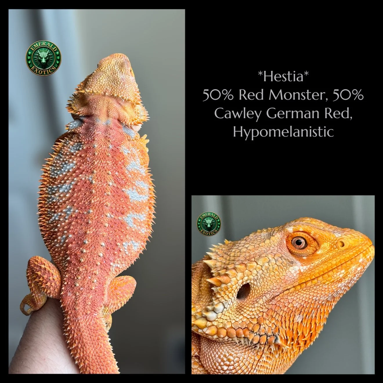 Hestia (F) - 50% Red Monster, 50% Cawley German Red, Hypomelanistic