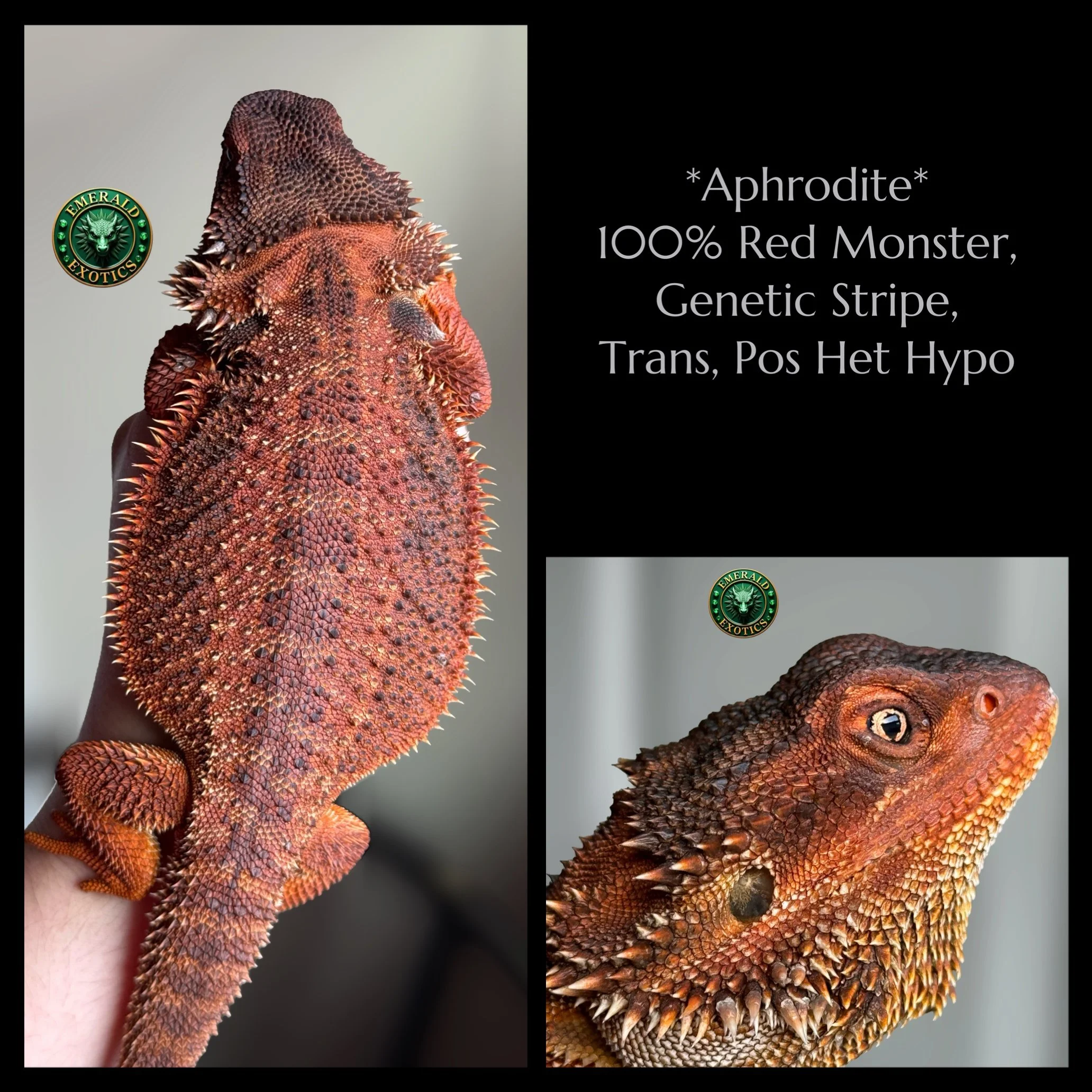 Aphrodite (F) - 100% Red Monster, Genetic Stripe, Translucent, Pos Het Hypomelanistic