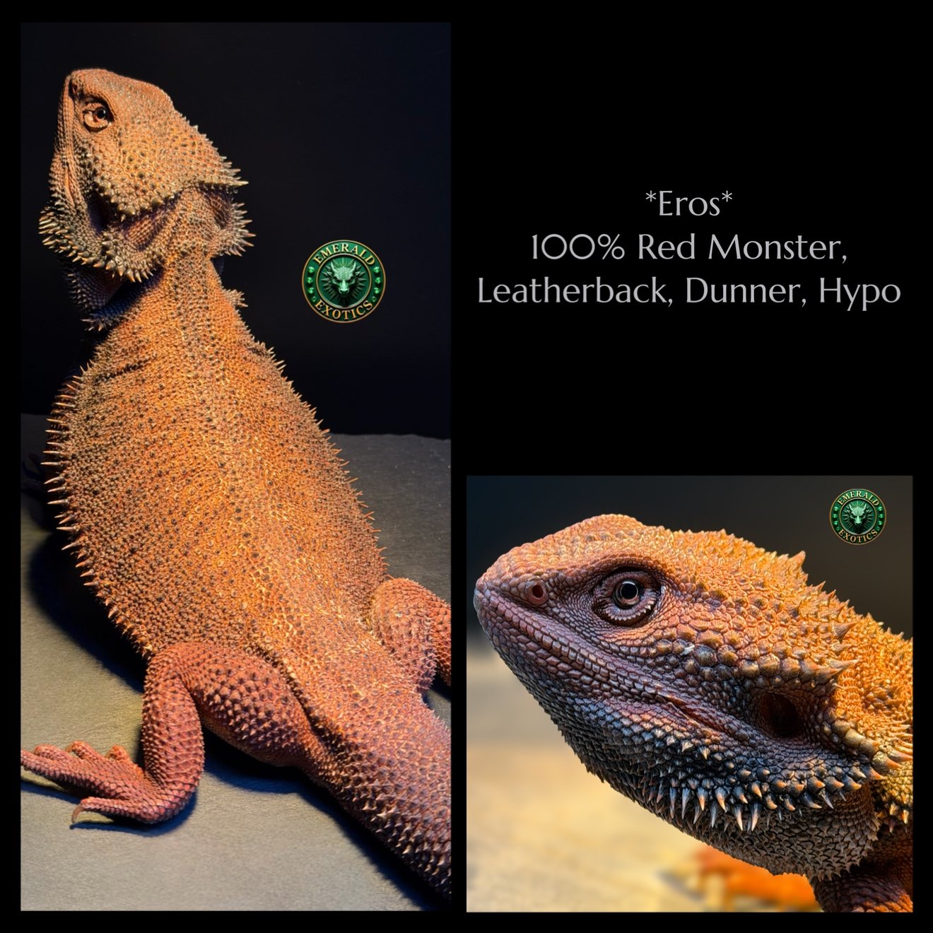 Eros (M) - 100% Red Monster, Dunner, Leatherback, Hypomelanistic