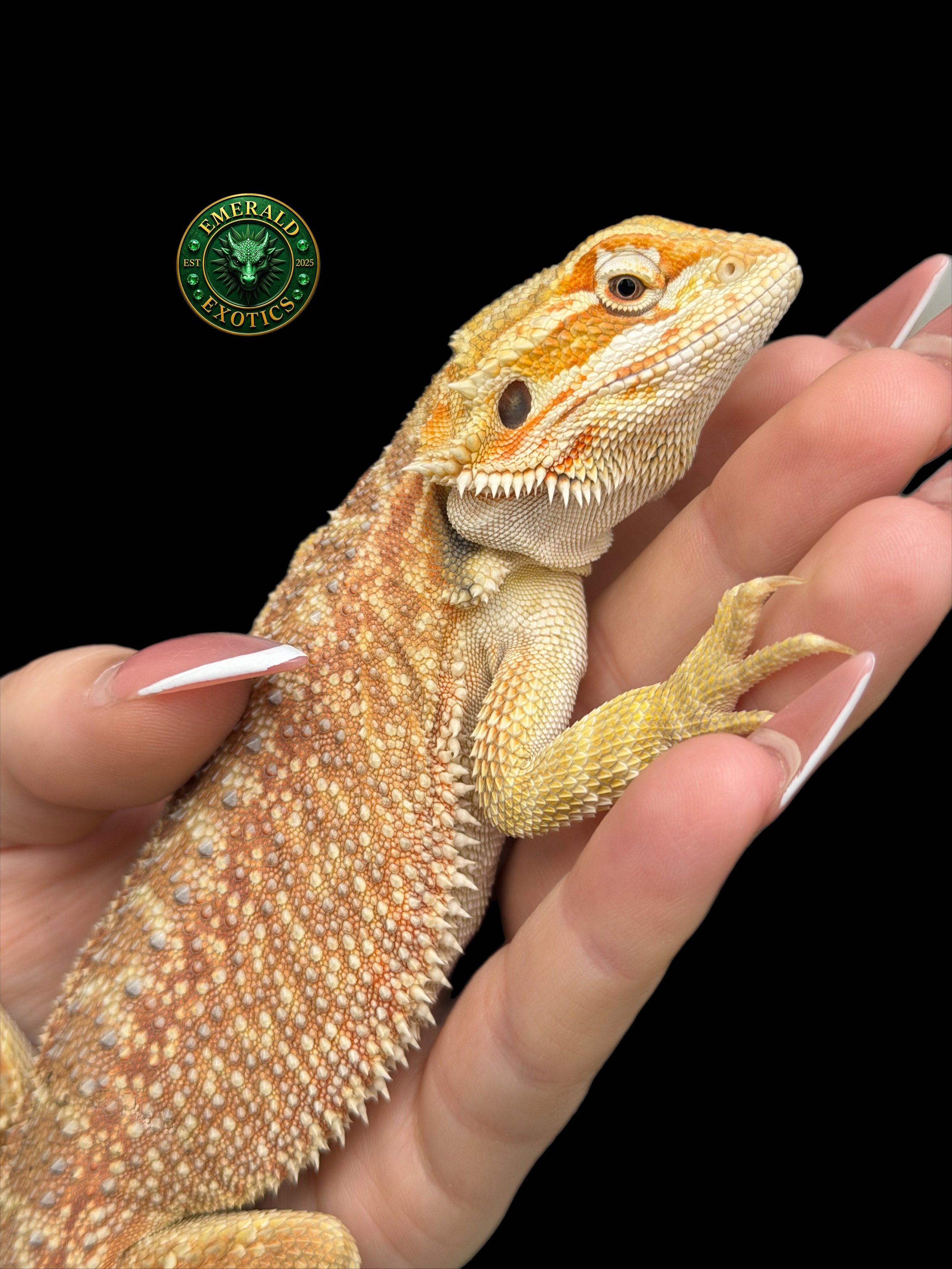 F - Citrus, Genetic Stripe, Hypo, Het Trans