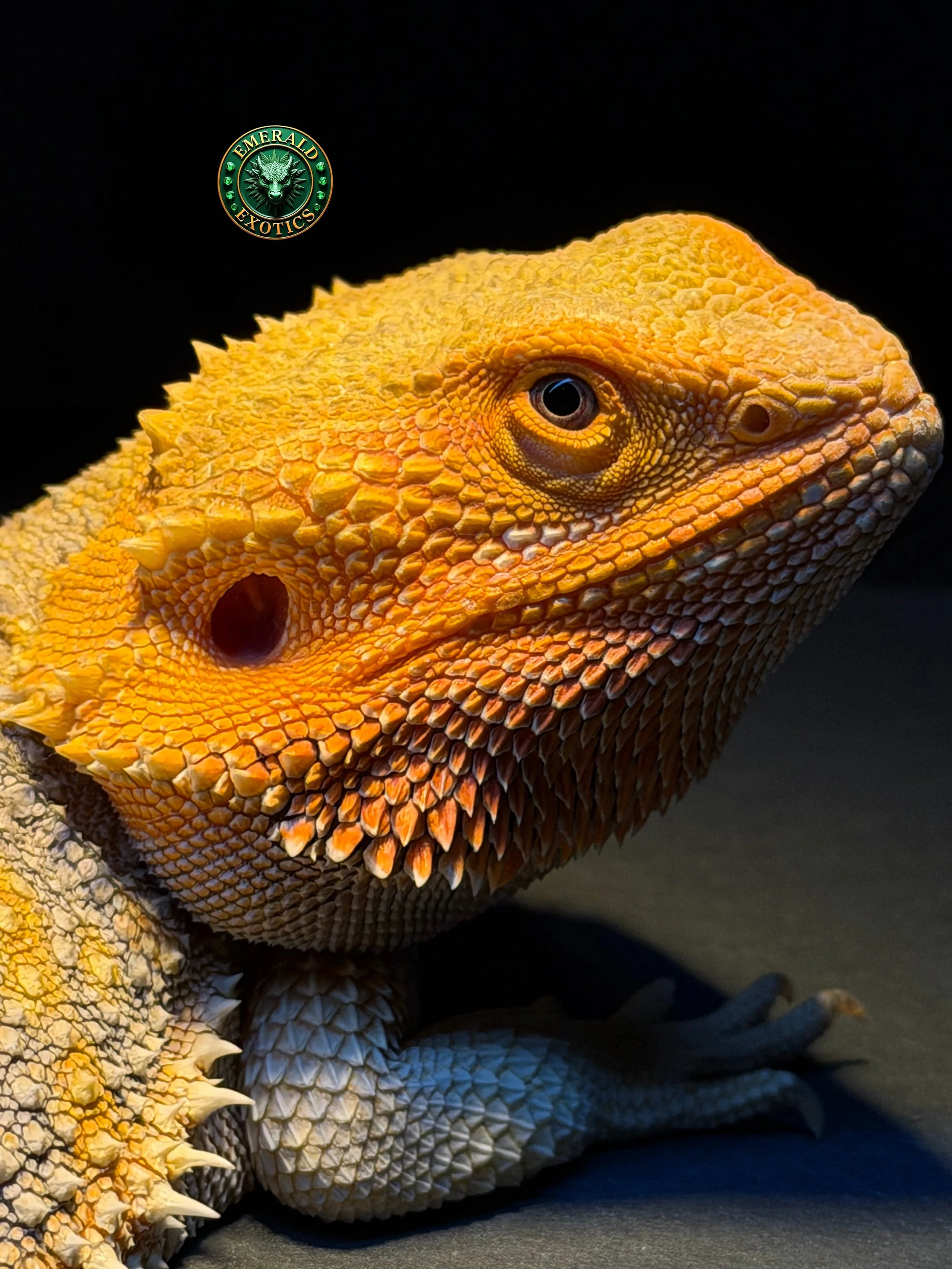 Close-up of a bearded dragon lizard with orange and yellow scales, black eyes, and a spiky texture on its body, against a dark background with a green logo for 'Emerald Exotics' in the top left corner.