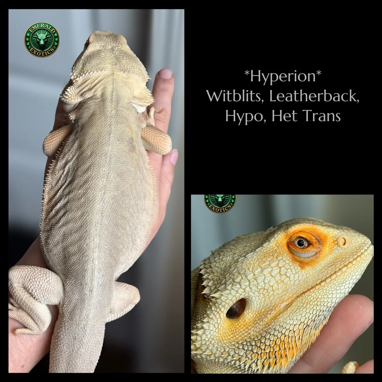 Hyperion (M) - Witblit, Leatherback, Hypomelanistic, Het Translucent