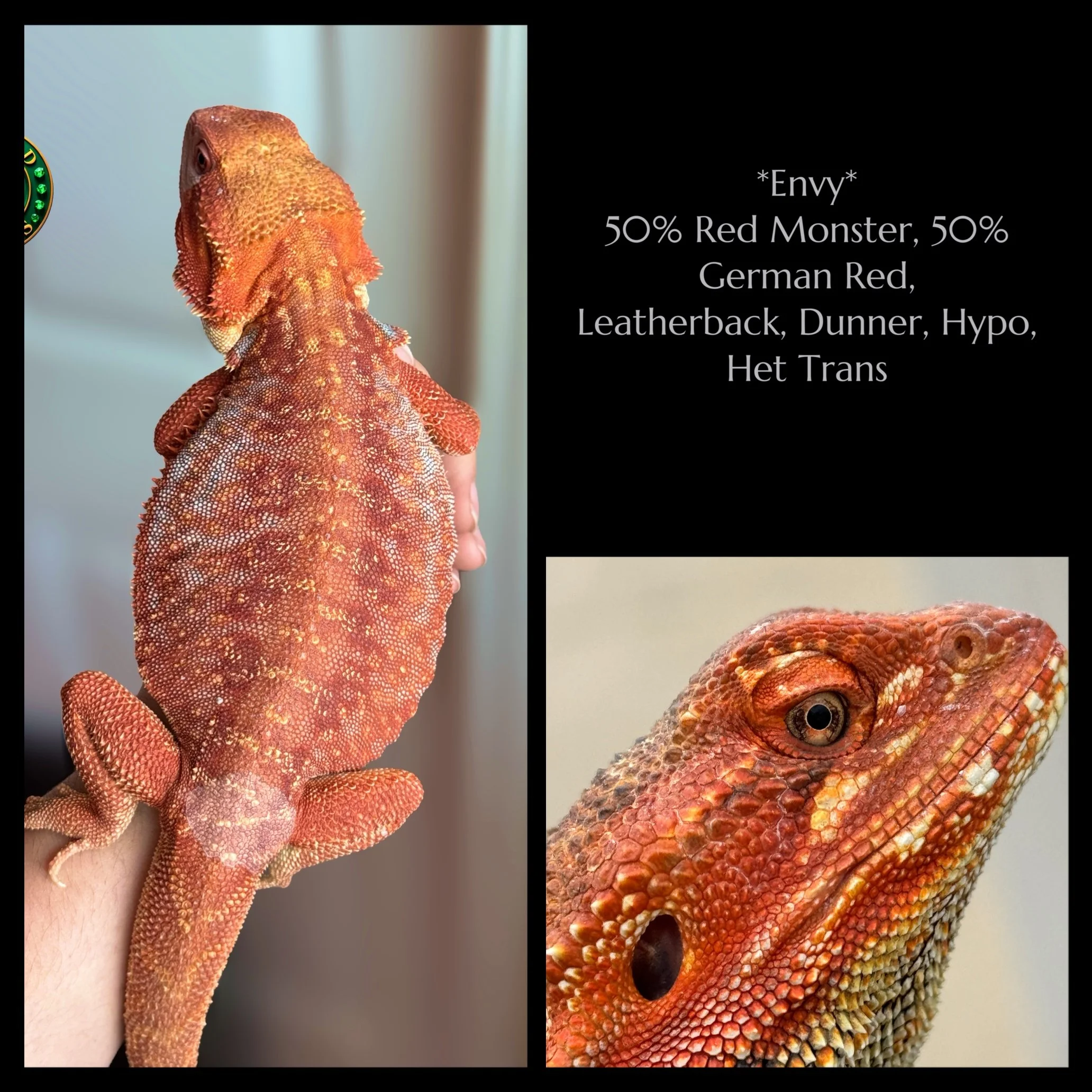 Envy (M) - 50% Red Monster, 50% German Red, Dunner, Leatherback, Hypomelanistic, Het Translucent