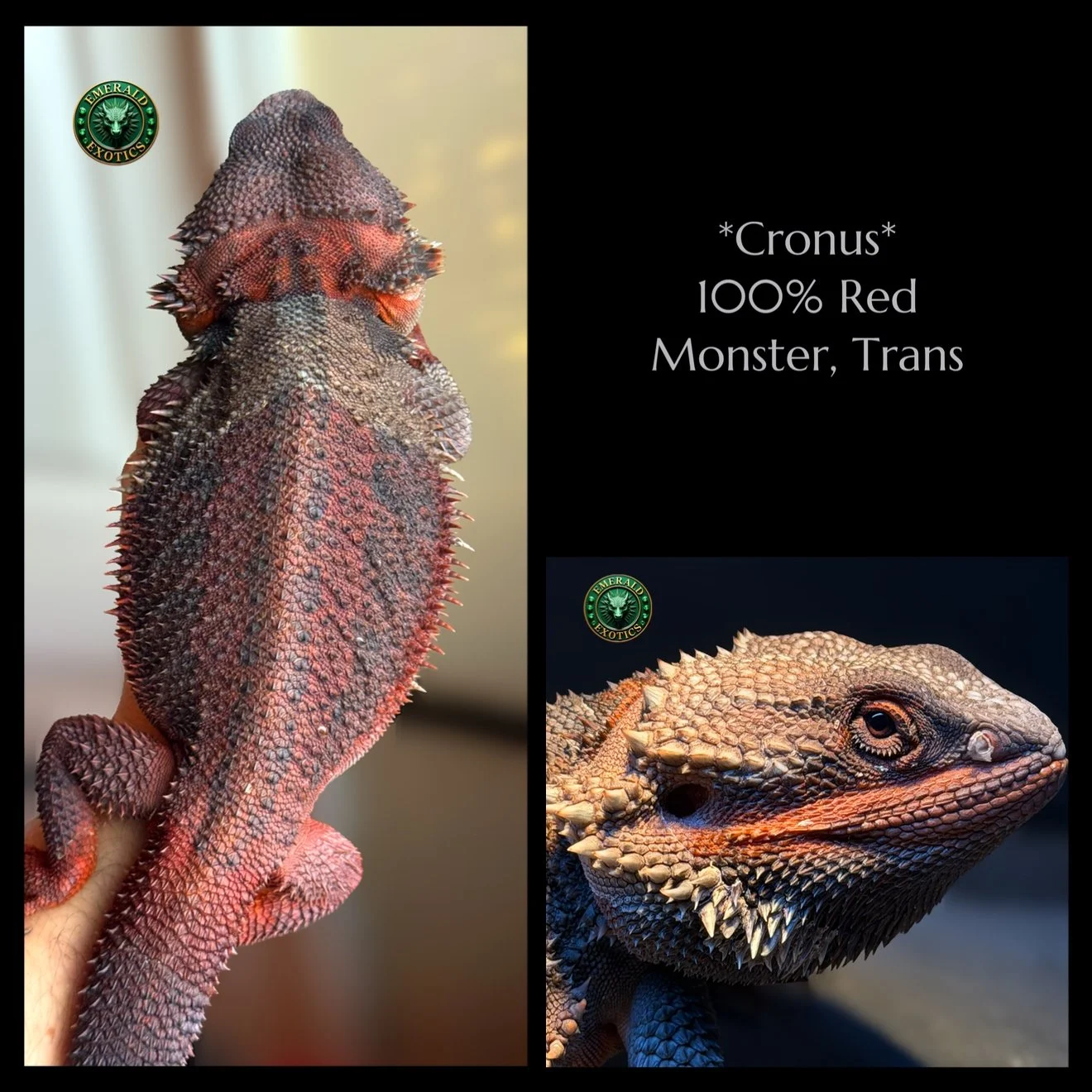Cronus (M) - 100% Red Monster, Translucent