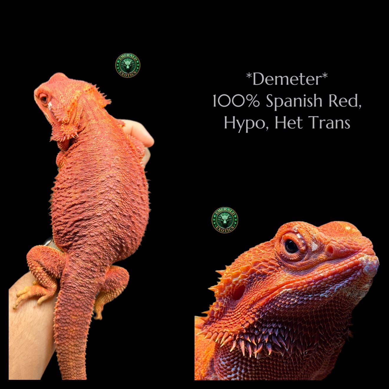 Demeter (F) - 100% Spanish Red, Hypomelanistic, Het Translucent