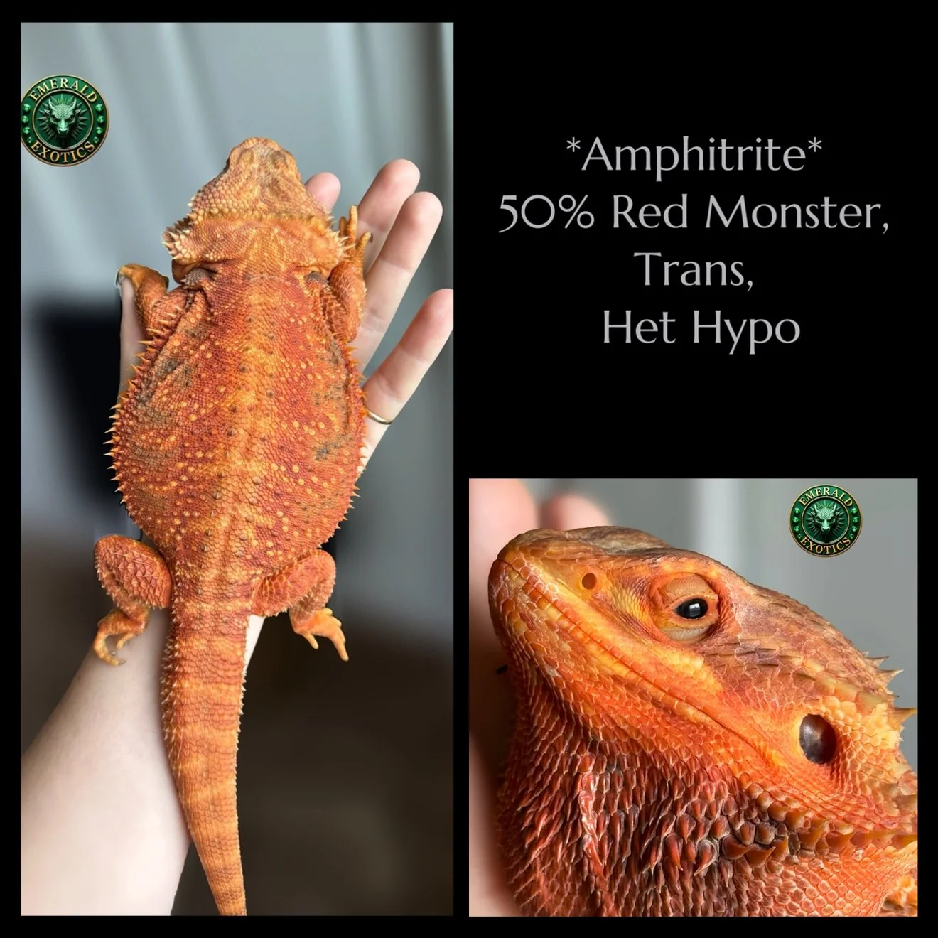 Amphitrite (M) - 50% Red Monster, Translucent, Het Hypomelanistic