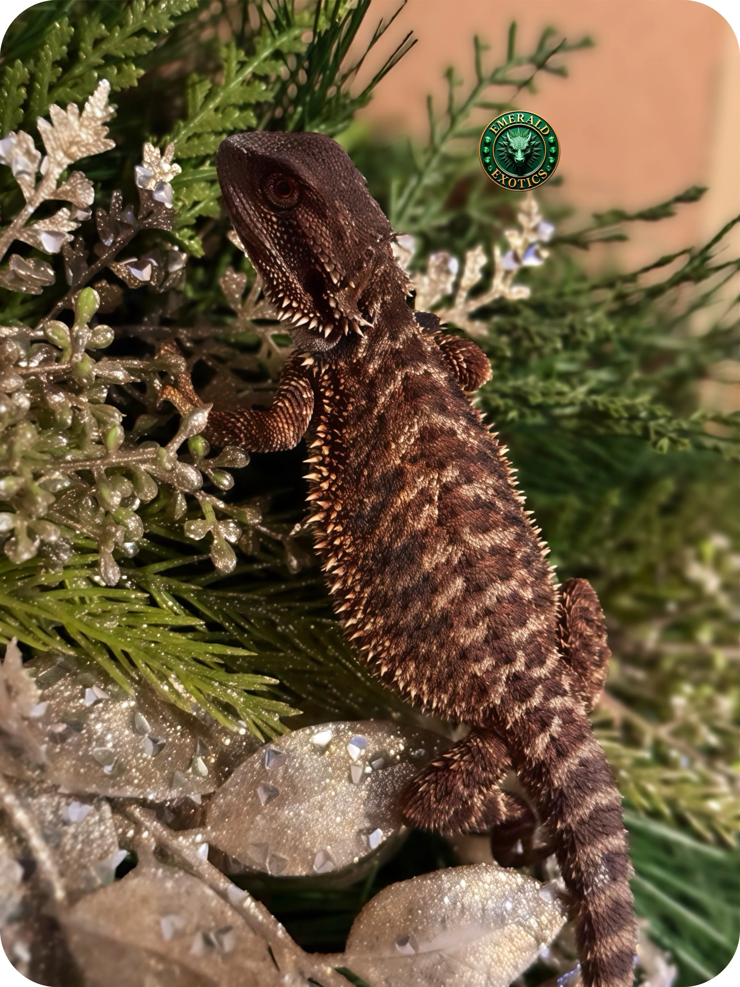 A baby bearded dragon lizard crawling on greenery and silver holiday decorations, with a green and gold Emerald Exotics logo in the background.