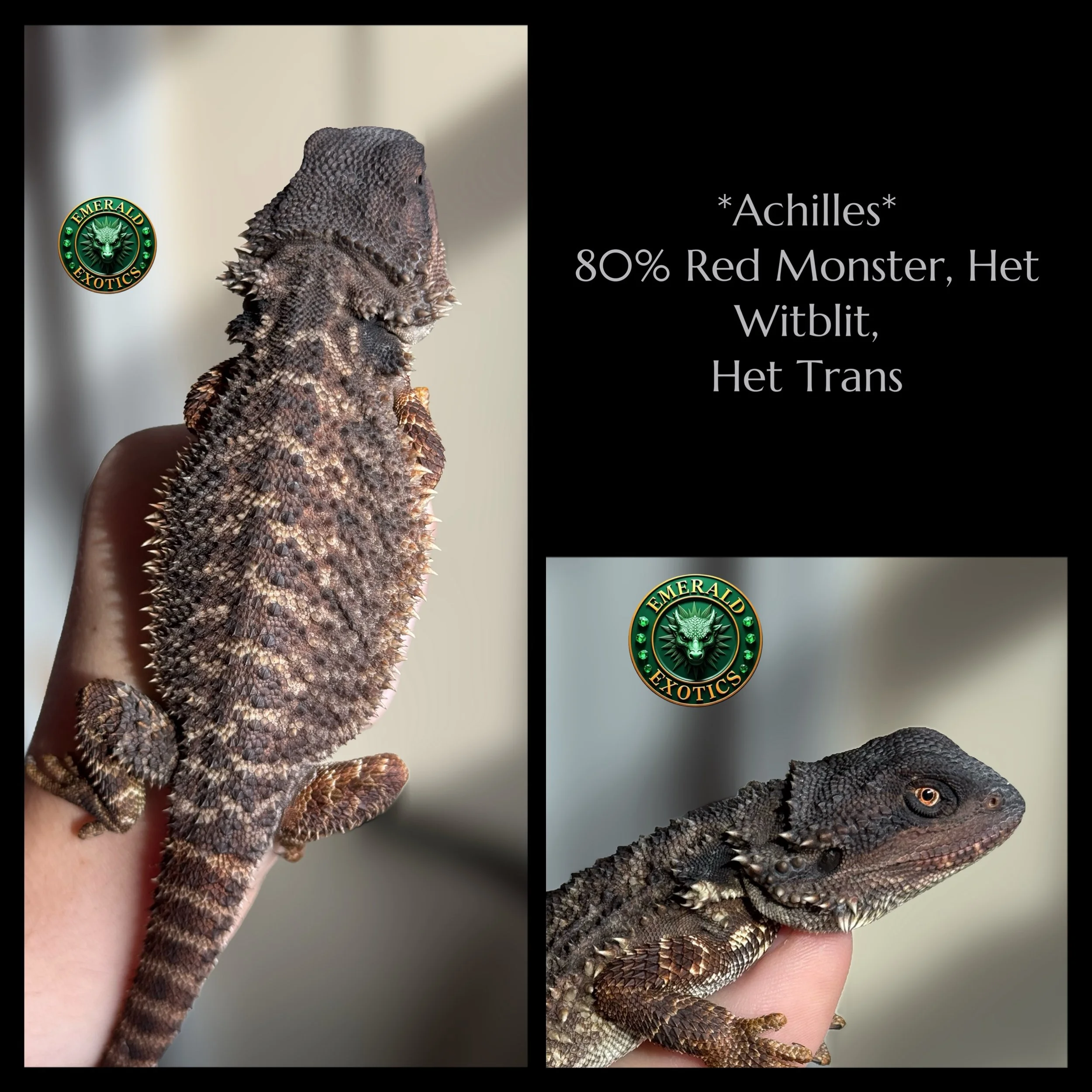 Achilles (M) - 80% Red Monster, Het Translucent, Het Witblit