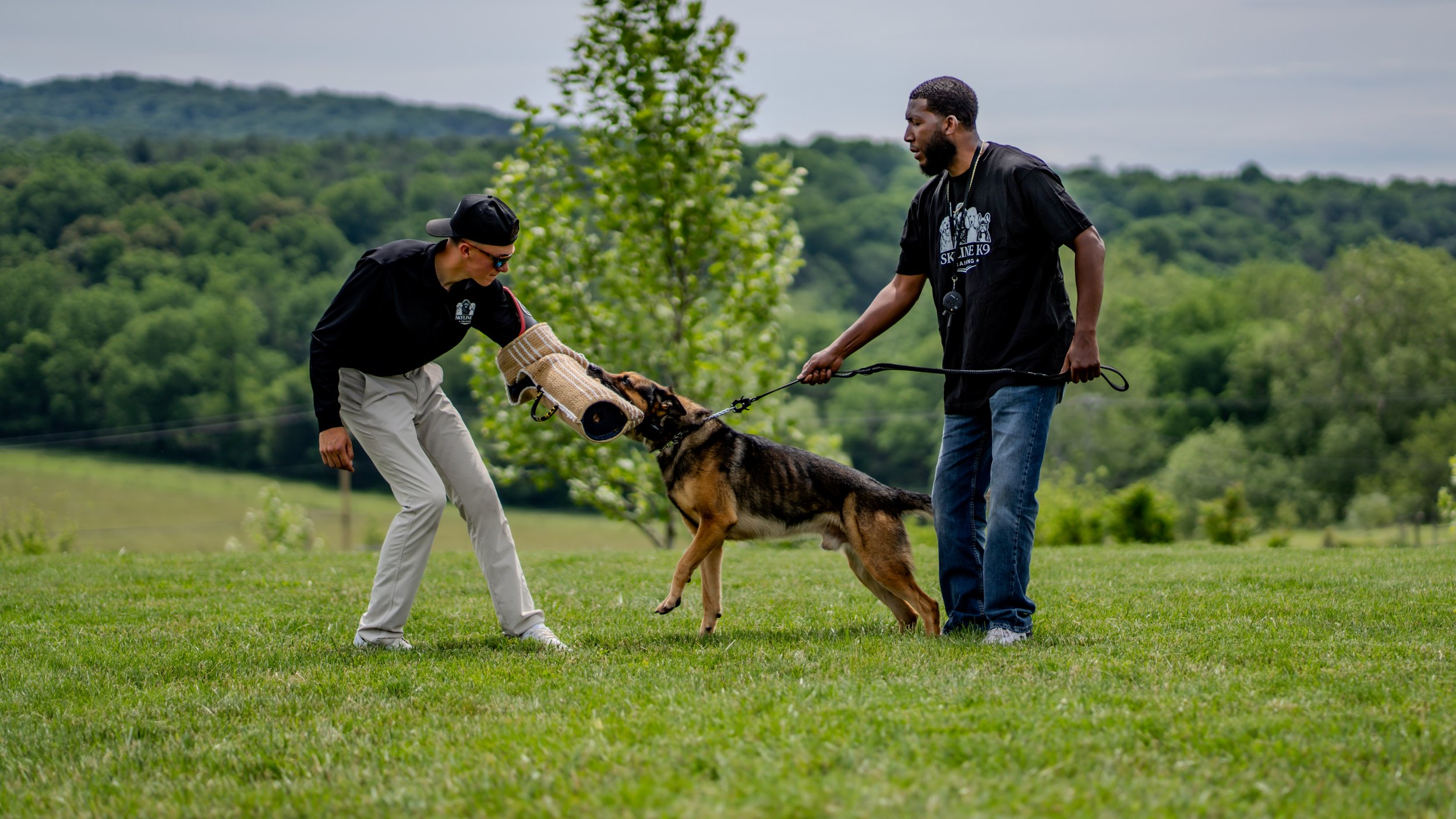 Dog Training