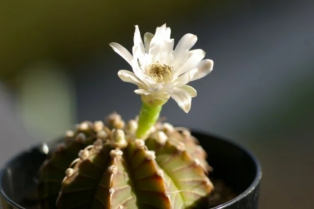 ギムノカリキウム花