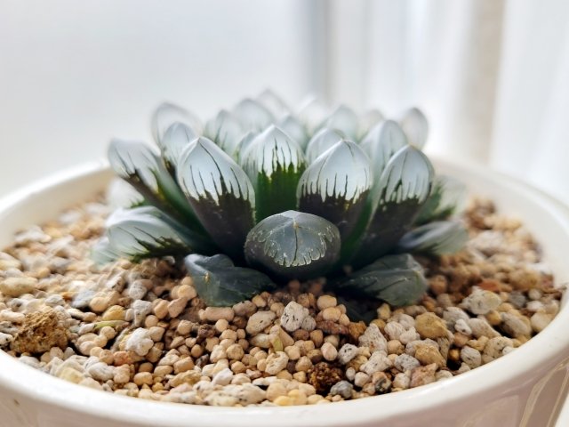 ハオルチア