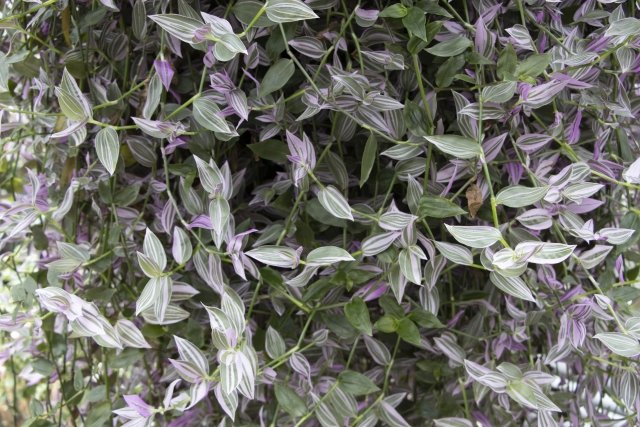 トラデスカンチア