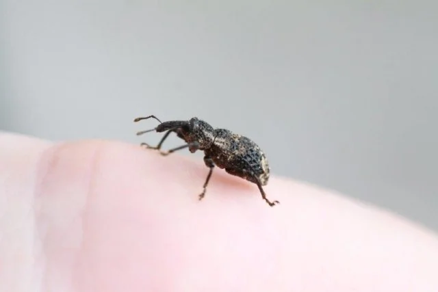 オリーブゾウムシ