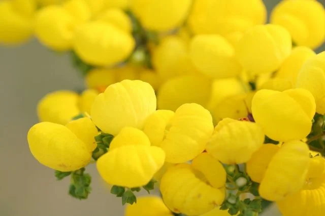 カルセオラリア