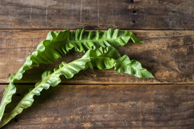 アスプレニウム葉