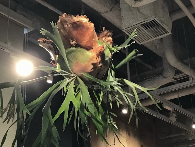 コウモリランハンギング