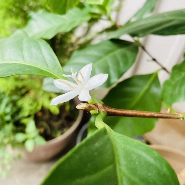 コーヒーノキ花