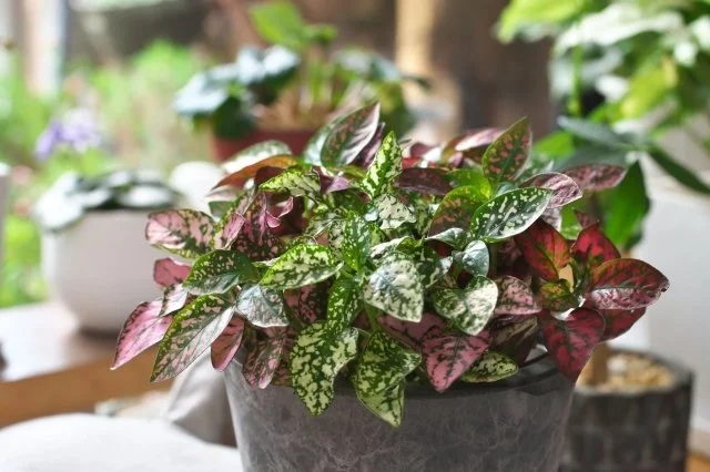 ヒポエステス鉢