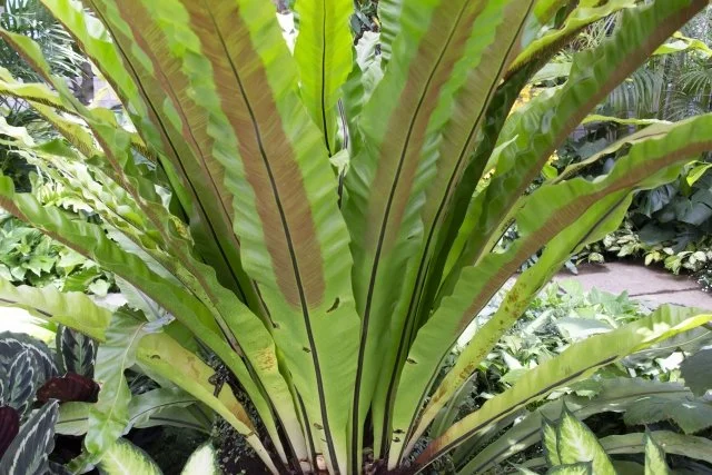 シマオオタニワタリ