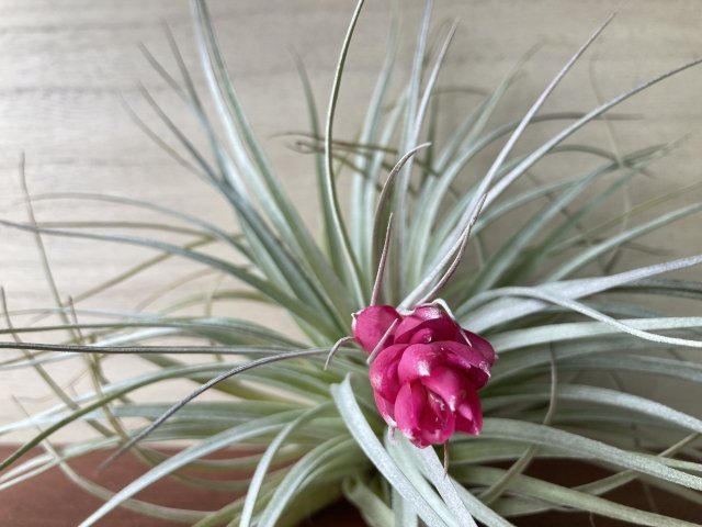 コットンキャンディ花