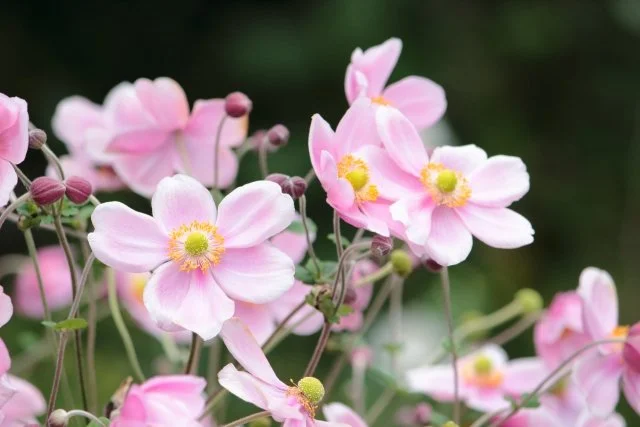 シュウメイギク