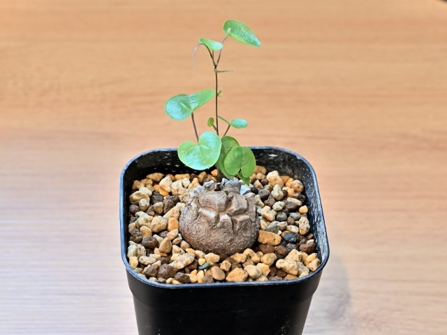 亀甲竜