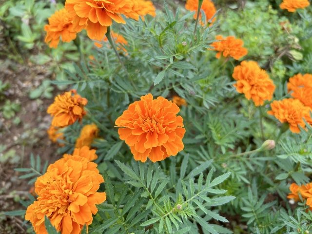 マリーゴールドの育て方ガイド|植え方・管理のコツ・よくある失敗