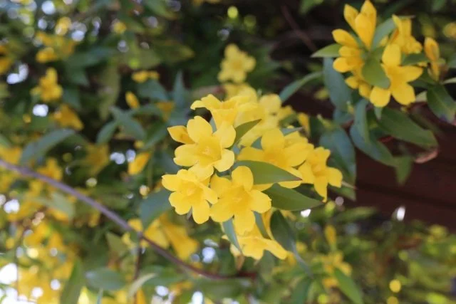 香り豊かなつる植物!カロライナジャスミンの魅力と栽培のコツ