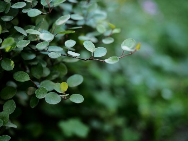 ワイヤープランツの魅力｜グランドカバーや寄せ植えに人気の理由