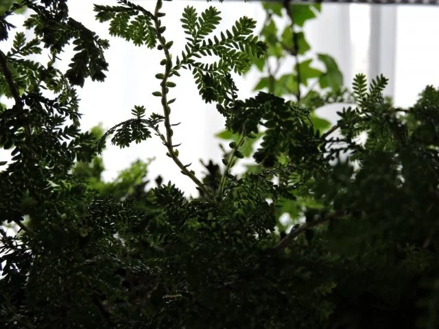 レインボーファーンの育て方｜青く輝く幻想的な観葉植物