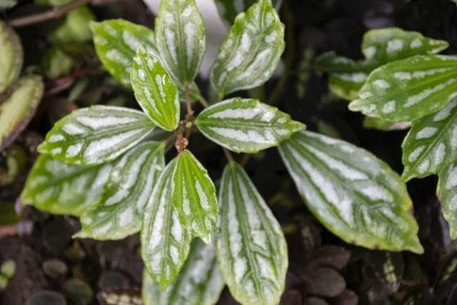 モヨウガラクサの育て方｜銀色の葉模様が美しい観葉植物