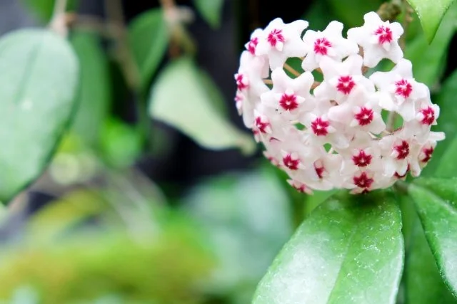 ホヤが咲かない原因｜サクラランの育て方と対策