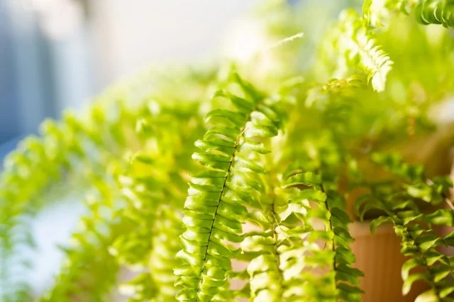 ボストンタマシダの育て方｜ふんわり広がる人気のシダ植物