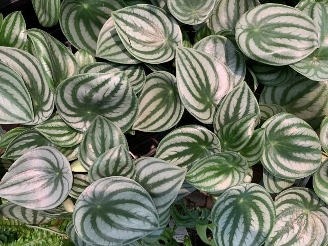 ペペロミアの育て方｜初心者でも育てやすい観葉植物