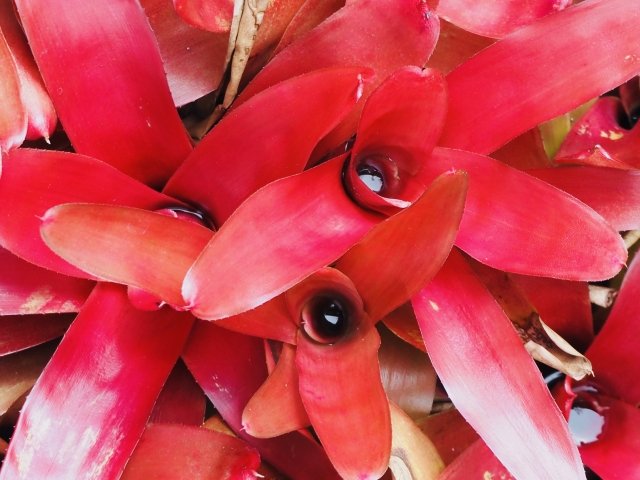 室内で楽しむブロメリア｜観葉植物としての魅力