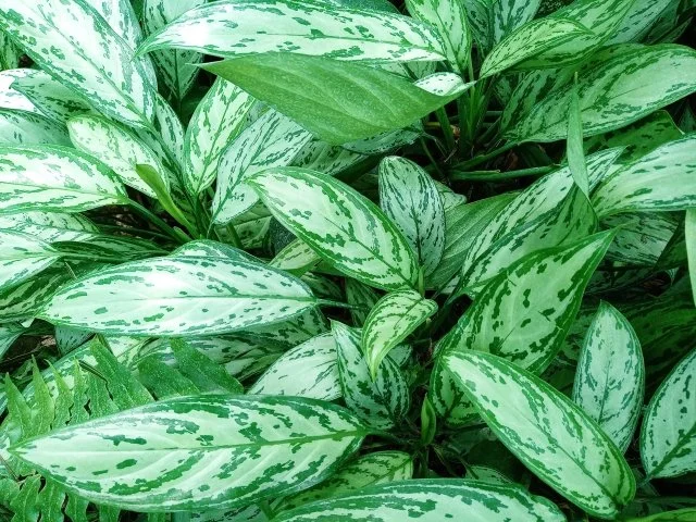 アグラオネマの育て方｜美しい葉を楽しむ観葉植物