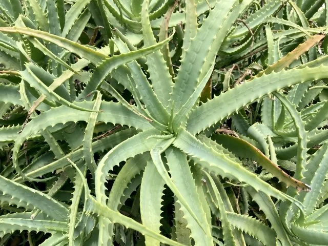 キダチアロエの育て方｜薬用としても知られる多肉植物