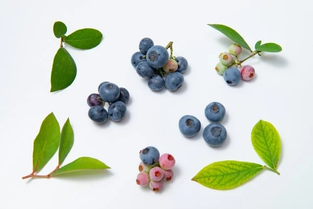 初心者向けのブルーベリーおすすめ品種