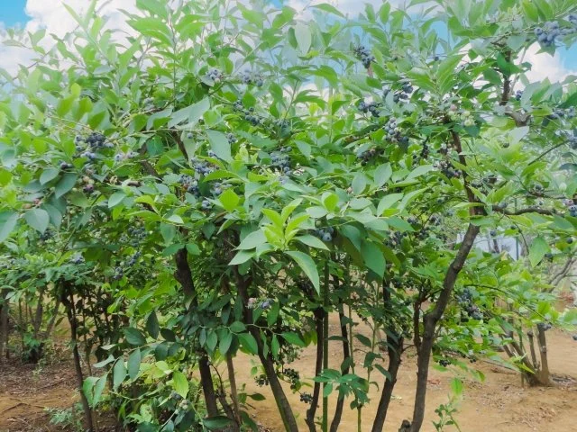 ブルーベリーの剪定時期と切り方