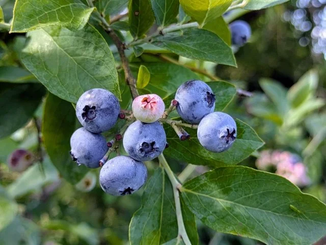 ブルーベリーが実らない原因と対策
