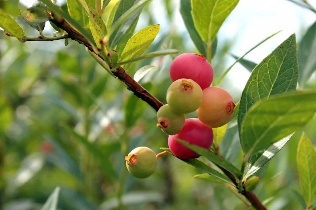 ブルーベリーに適した土づくり